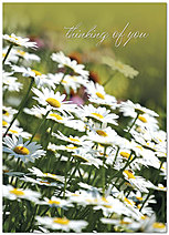 Select a verse or write your own. Thinking of You Daisies A2060D-Y